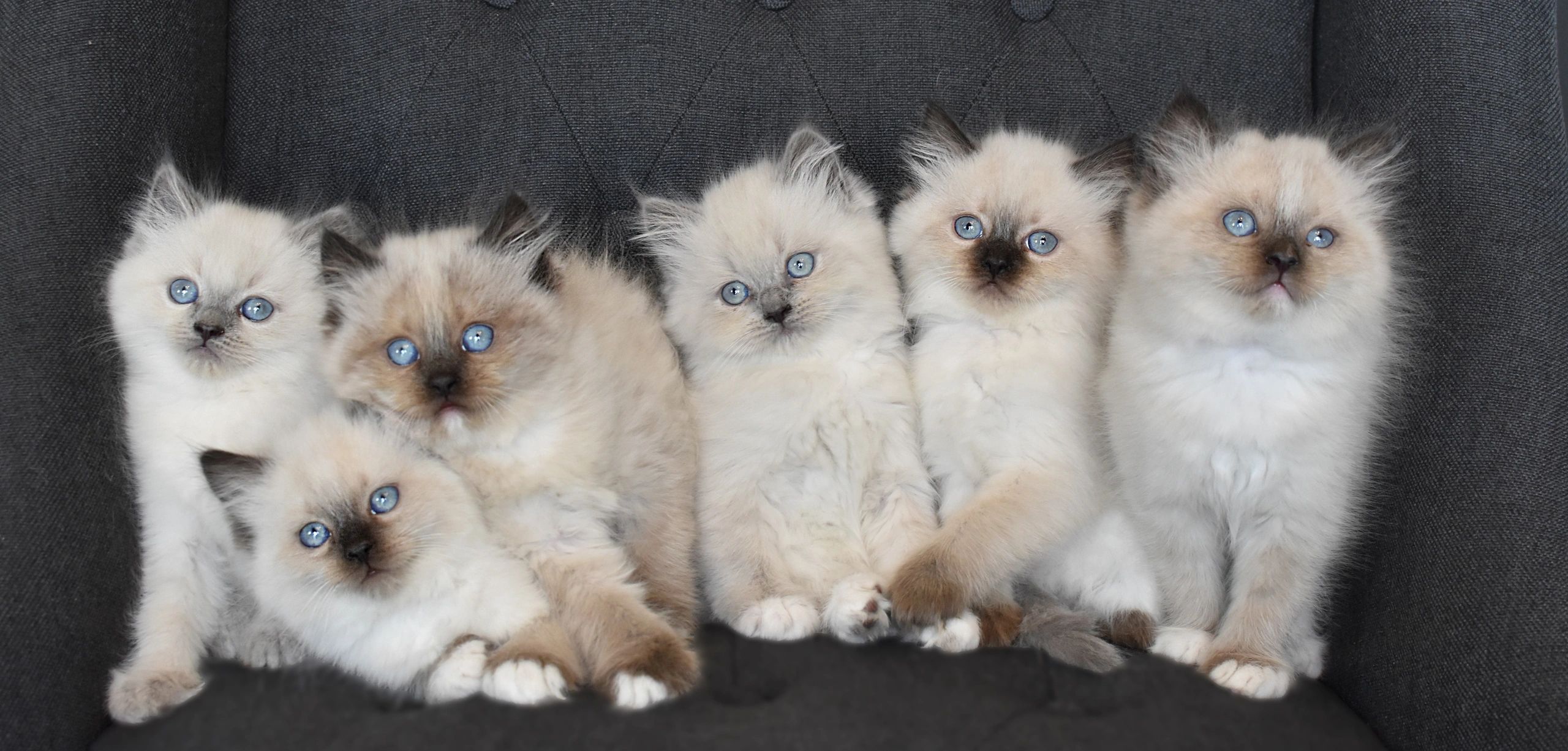 Elite Ragdolls: Providing quality kittens to loving families