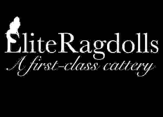 elite ragdolls