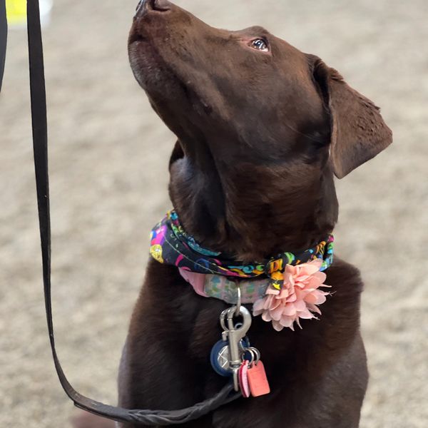 Chocolate Labrador Retriever on a leash looking up at their handler