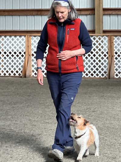Woman walking with her Russell Terrier heeling at her left side