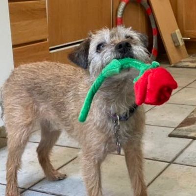 Border Terrier holding a flower in her mouth