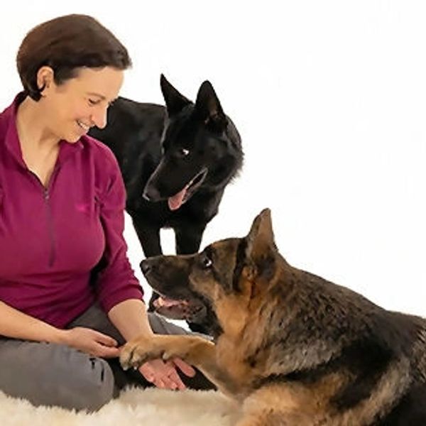 A woman is sitting with two German Shepherds.