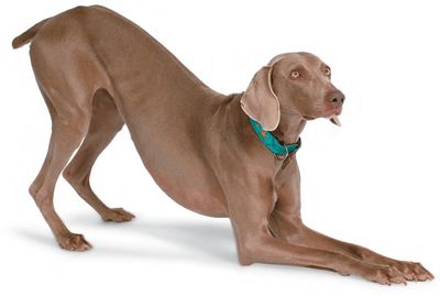 Weimaraner dog in a Bow position