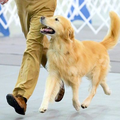 Person and dog heeling together