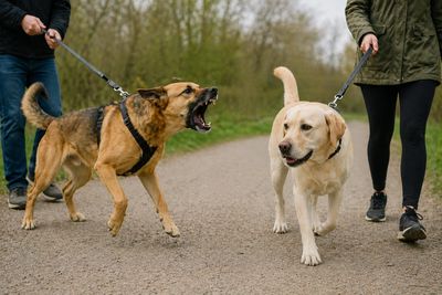 Two dogs on leashes, one barking aggressively, while walking with their owners outdoors.