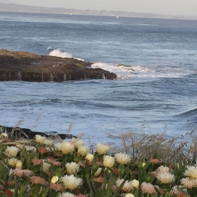 rocks with flowers and ocean shore