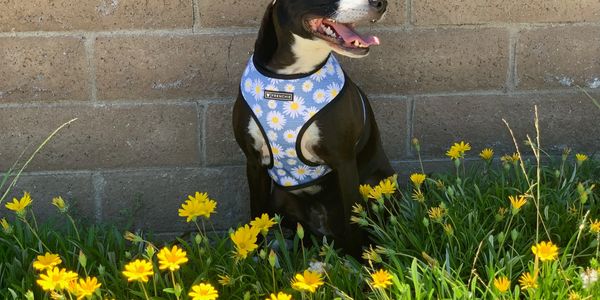 A black and white dog looks towards the sun, dandelions in the foreground.