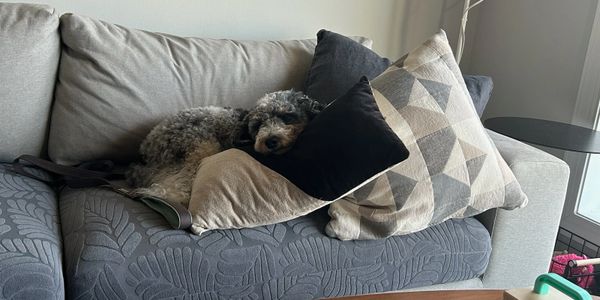 A blue merle dog plays hide and seek with pillows.