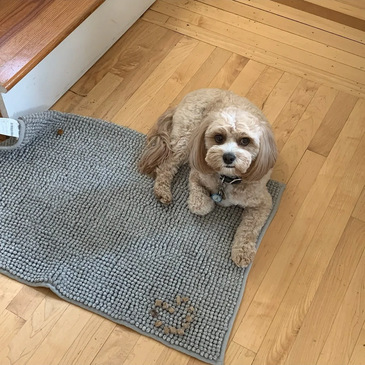 A red cavapoo lays on a mat