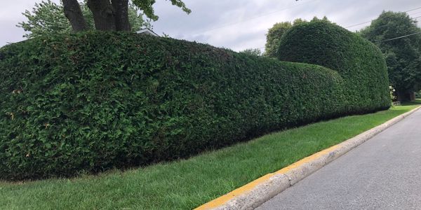 Taille de Grandes Cedres / Big Hedges Trimming
