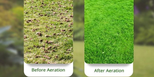 Side-by-side lawn comparison showing before and after aeration effects.