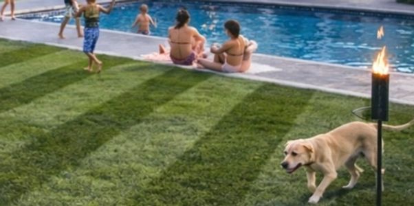 People relaxing by the pool while a dog walks on the grass near a tiki torch.