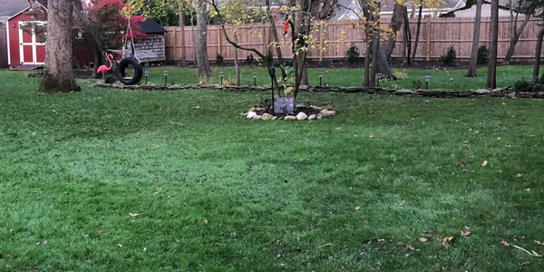 Backyard with green grass, trees, and a tire swing.