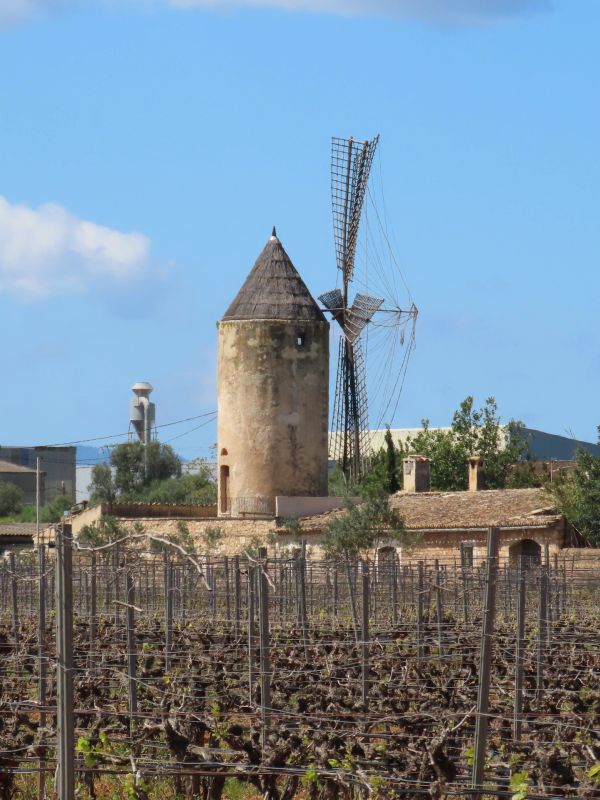Old windmill near a vineyard under blue sky.