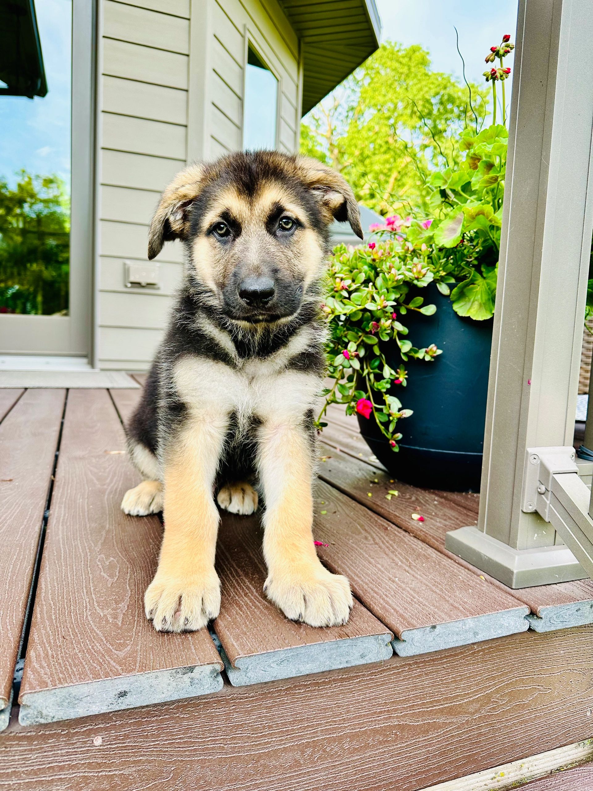 Bear Lake Shepherds - German Shepard Pup, Large German Shepherd Puppies ...