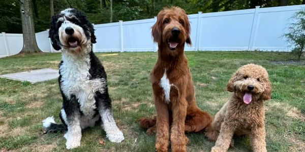 Three dogs sitting on grass in a backyard with a white fence and trees.