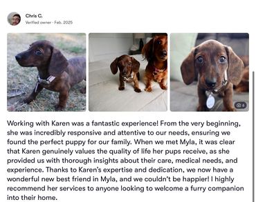 Review praising Karen's pet services with happy puppies.