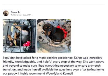 Two pictures of a small dog in a crate and bed.