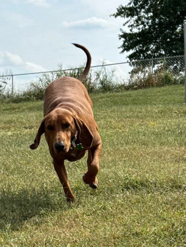 A brown dog running on grass with a fence and trees in the background.