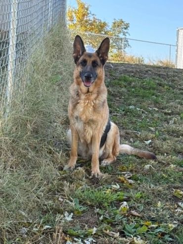 German Shepherd sitting on grass near a chain-link fence.