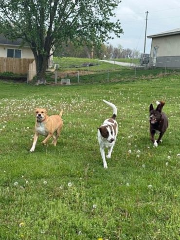 Three dogs joyfully running across a grassy field with dandelions.
