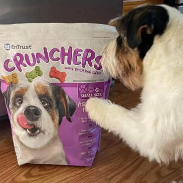 Dog eagerly inspects a bag of Crunchers small batch dog treats on the floor.