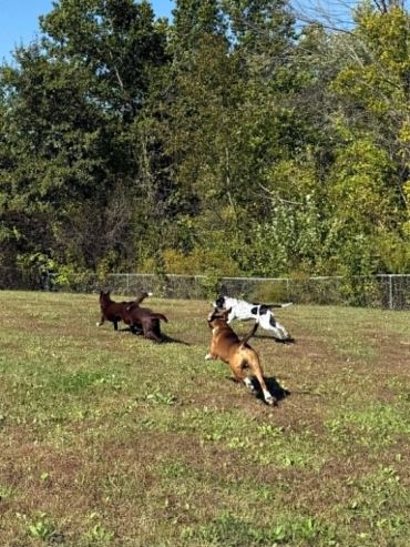 Three dogs running across a grassy field on a sunny day.