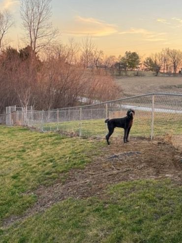 A black dog standing on grass near a chain-link fence at sunset.