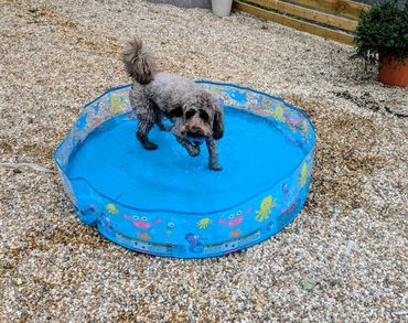 A small dog standing in a blue kiddie pool on gravel.