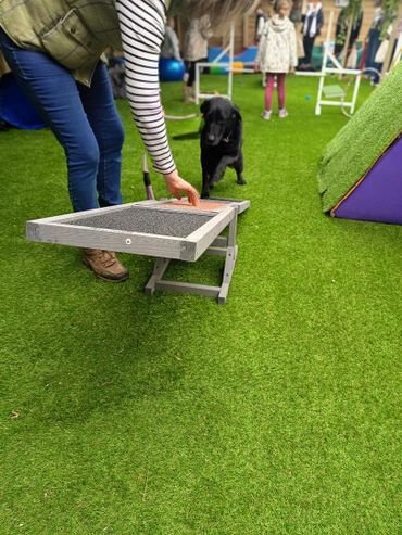 Person training a black dog to jump over an obstacle on artificial grass.