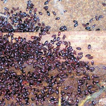 Beetles in a barn 