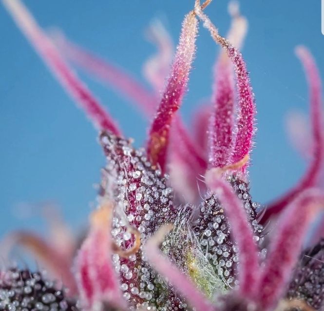 PCC Florida Wellness - Image 4