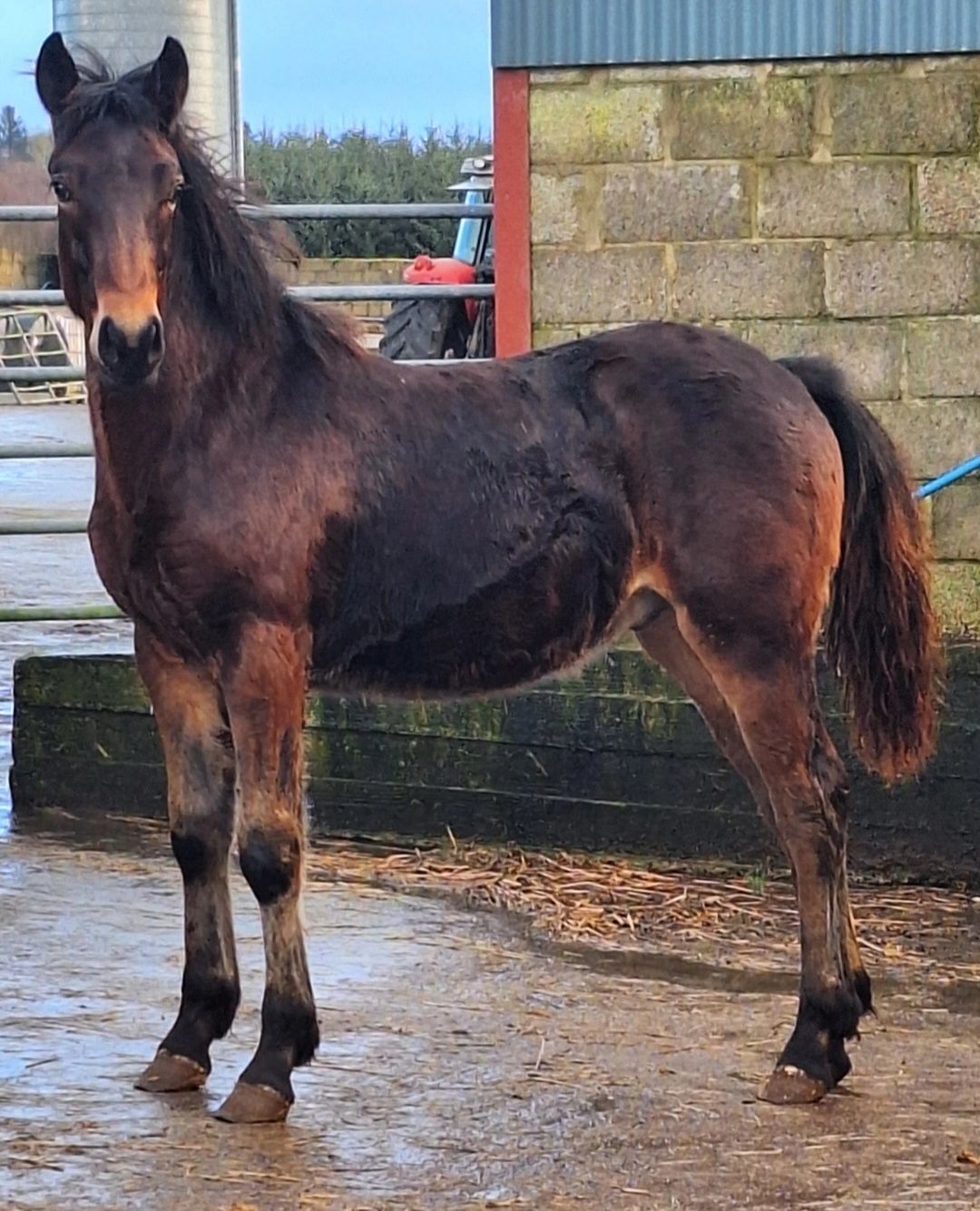 Currently for sale Lough Melvin Stud
