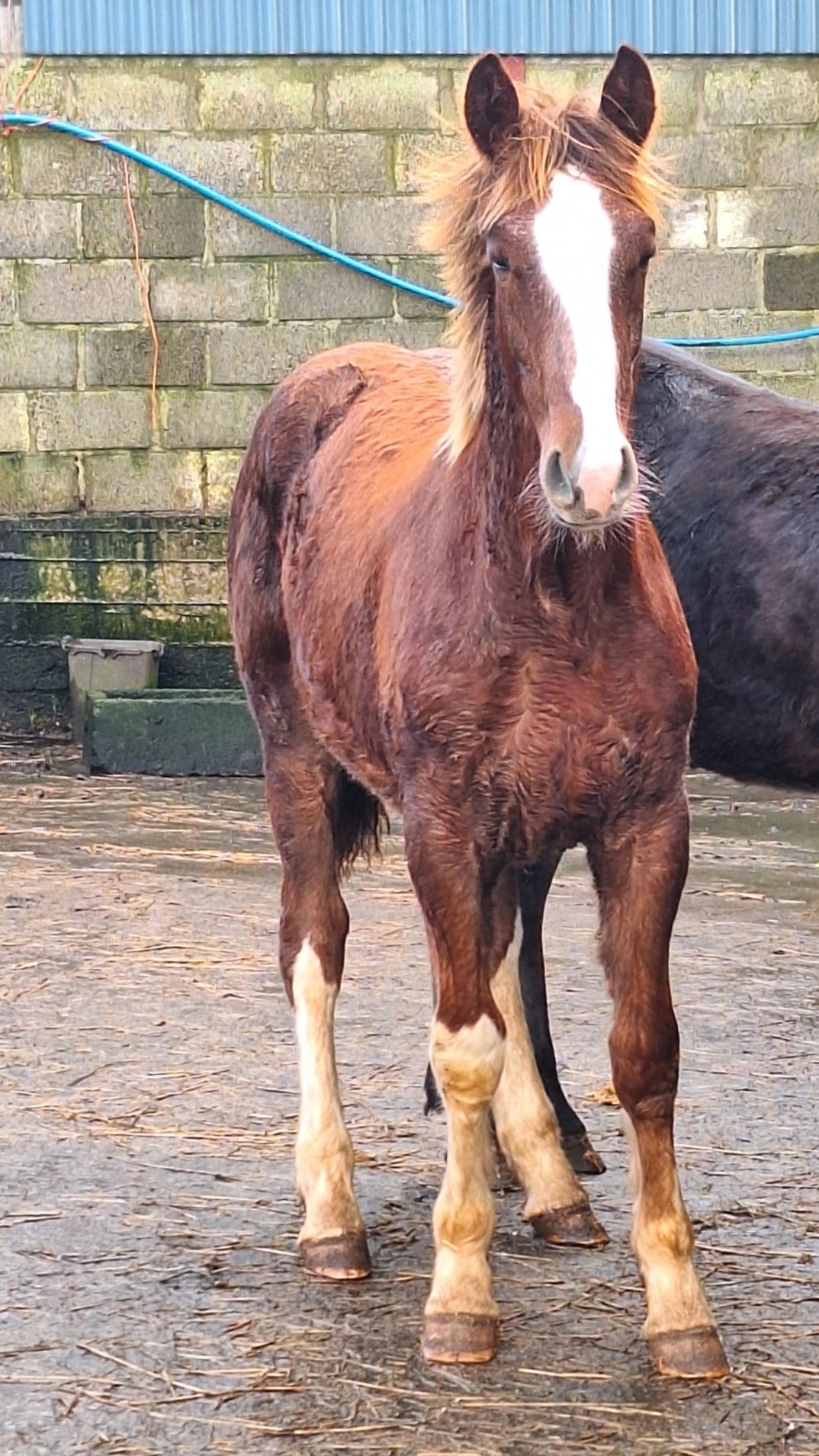 Currently for sale Lough Melvin Stud