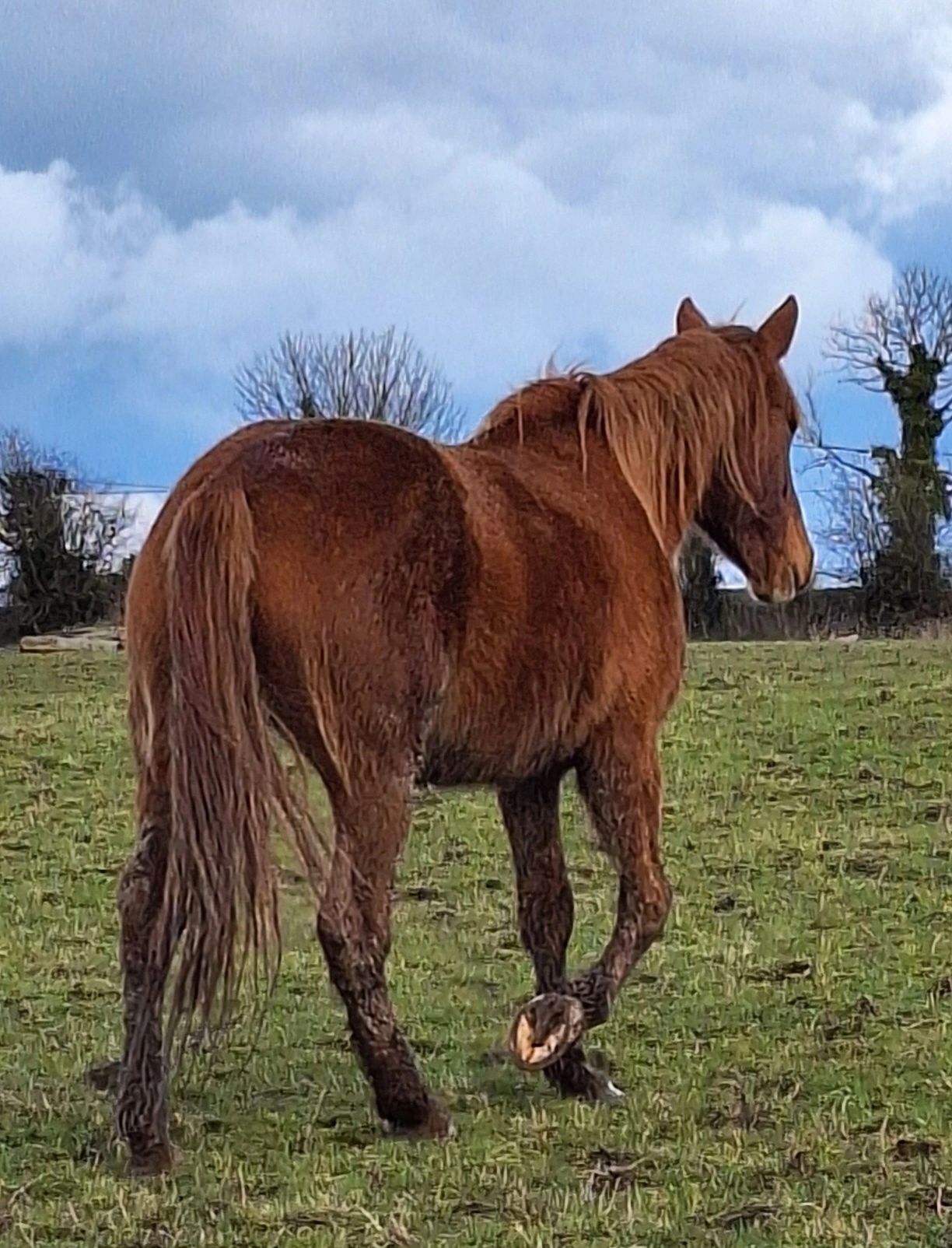 Currently for sale Lough Melvin Stud