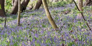 CPRE London - Please Help Save St Mary Cray Greenbelt