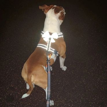 Dargo med reflexrosett