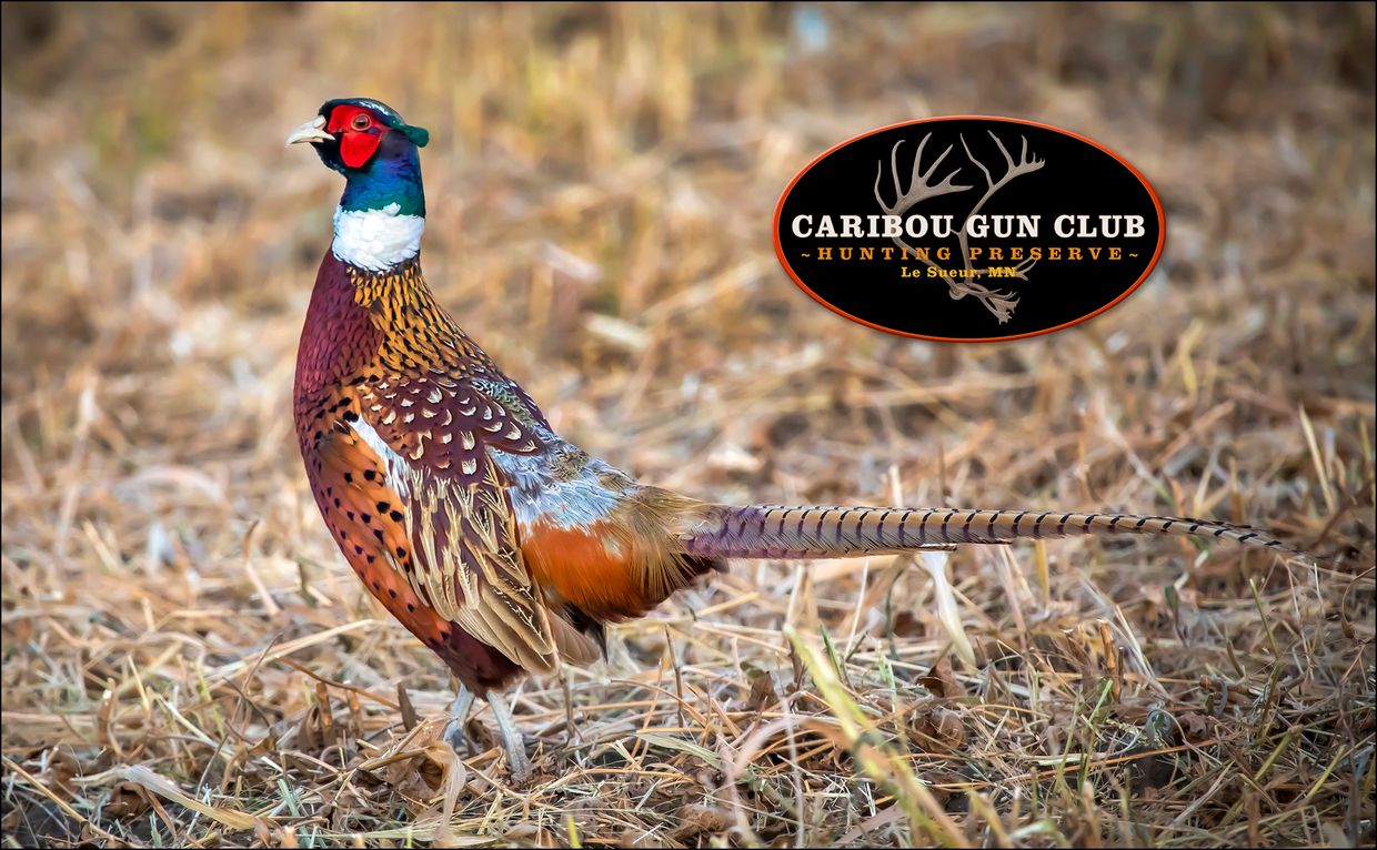 pheasants hunting preserve chukar gun club caribou gun club hunting preserve hunting guides pigeons 