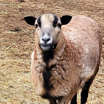 Cleo the Barbados Blackbelly ewe