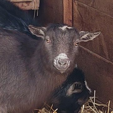 Coco the Nigerian Dwarf doe