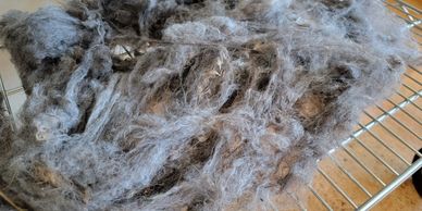 Merino Scoured Wool (Skippy Jack)