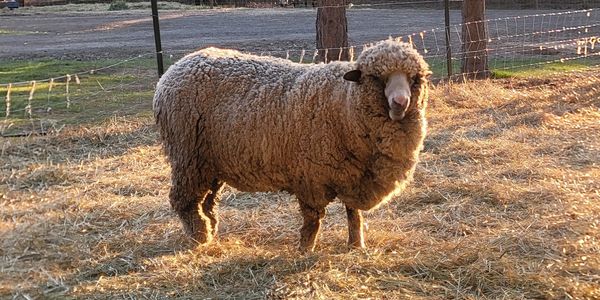 Merino ewe - Moonpie. One of the first merinos on our farm.