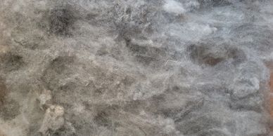HampX Scoured Wool (Dawn)