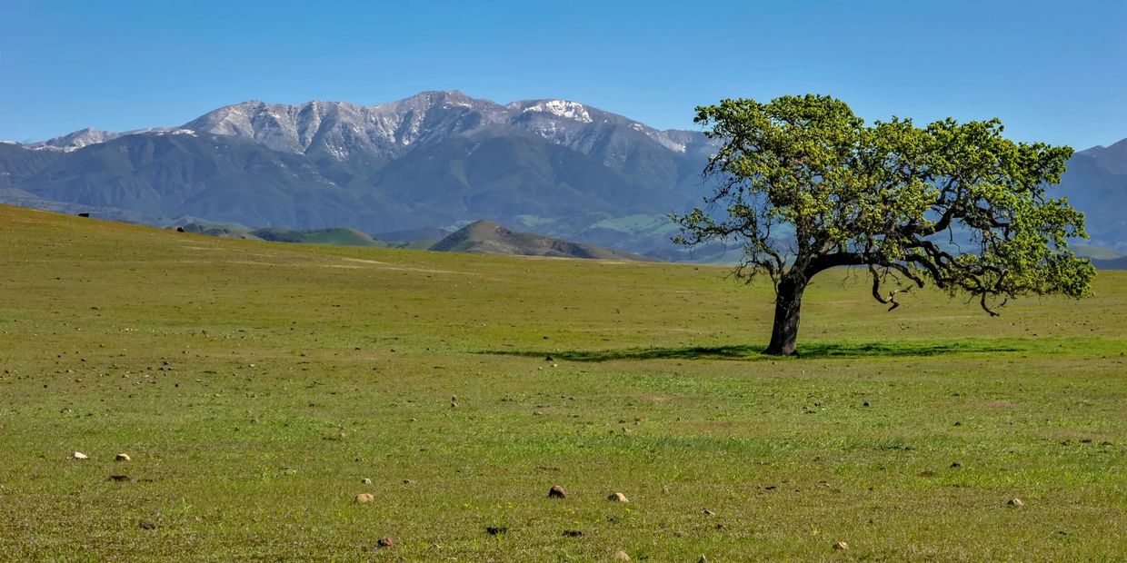 Central Coast Oak Tree