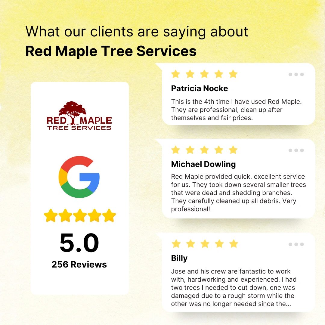Five star Google reviews for Red Maple Tree Services company.