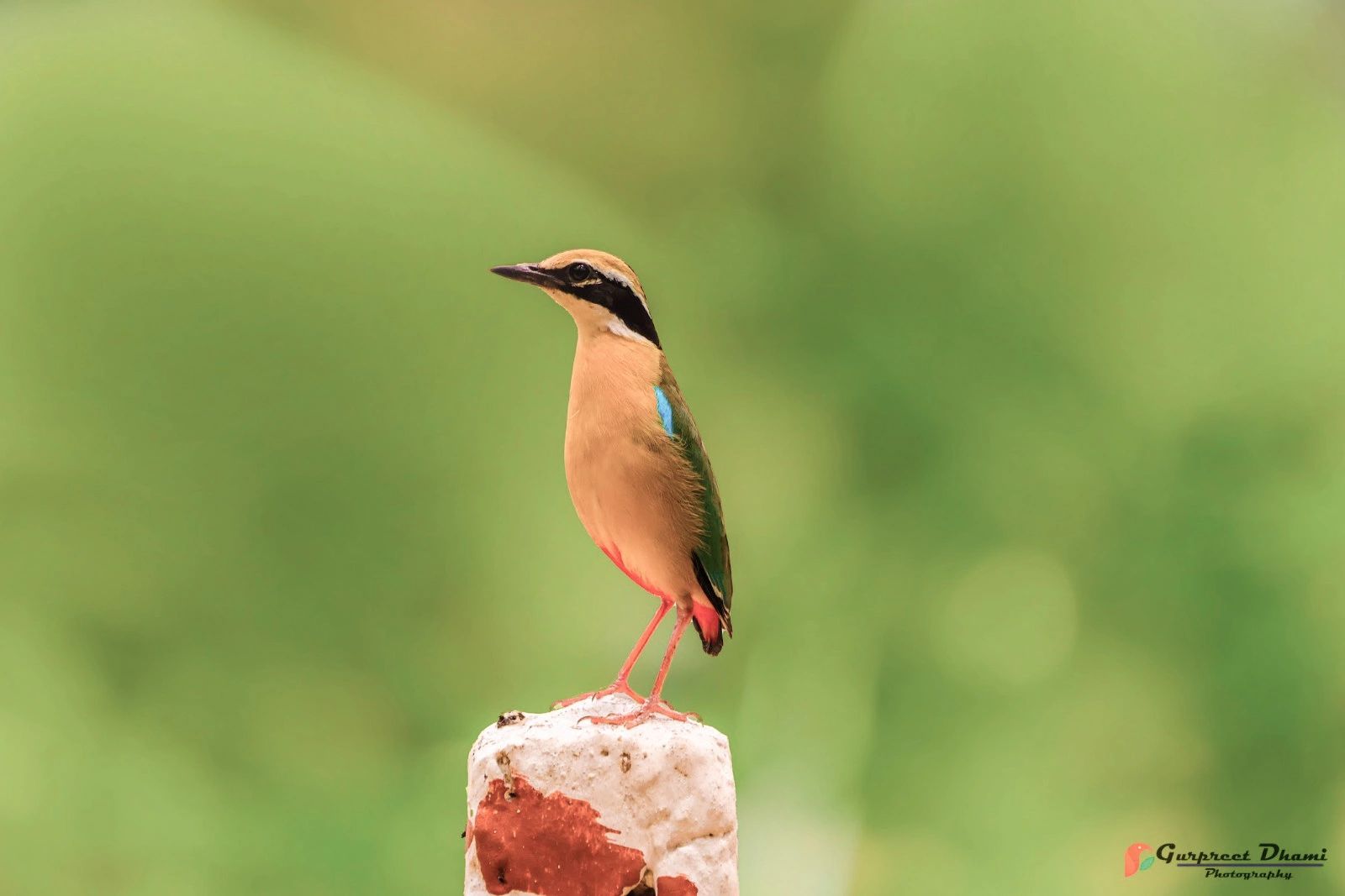 Bhundi Insect “Bhondsi” - The Urban Birding Paradise.