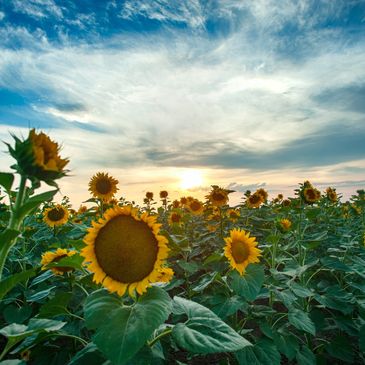 A frield of sunflowers and a blue sky.