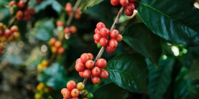 Close-up of ripe coffee cherries on a branch with green leaves.