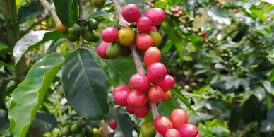Ripe and unripe coffee cherries on a coffee plant branch.