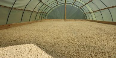 Coffee beans drying inside a greenhouse structure.